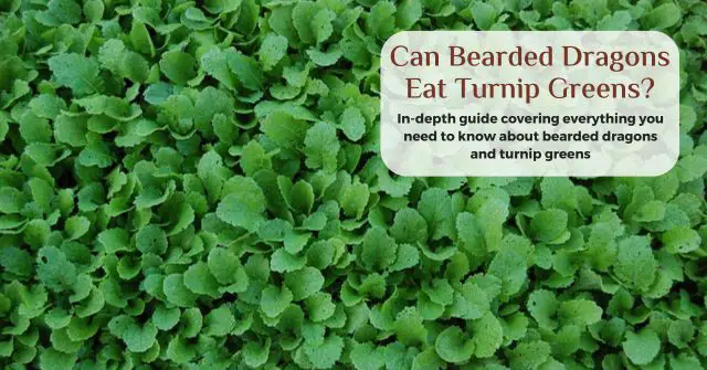 can bearded dragons eat turnip greens