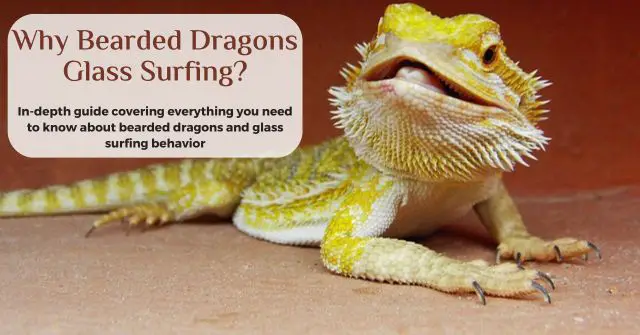 why is my bearded dragon glass surfing