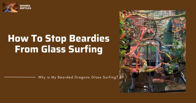 how to stop bearded dragons from glass surfing
