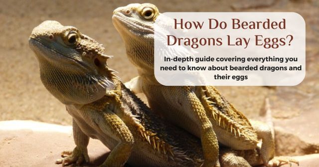 how many eggs do bearded dragons lay
