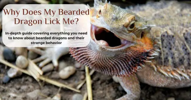 why does my bearded dragon lick me