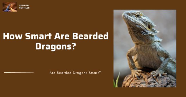 reasons why bearded dragons are smart