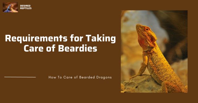 important aspects in caring for bearded dragons