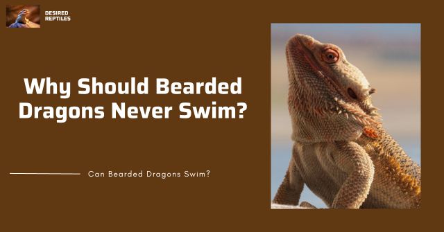 reasons why bearded dragons should not swim