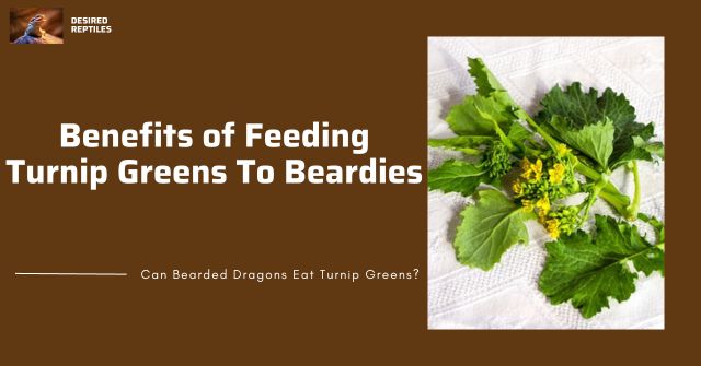 benefits of feeding turnip greens to bearded dragons daily