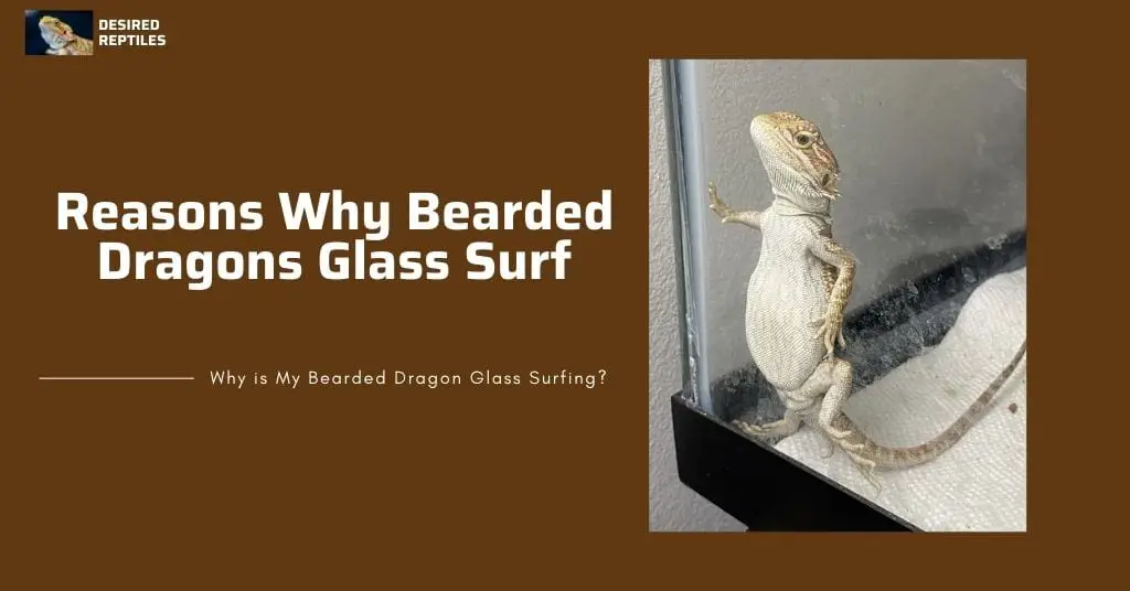 glass surfing main reasons why bearded dragons glass surf