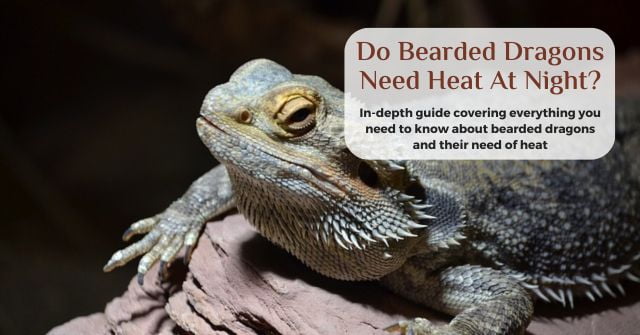 bearded dragons need heat at night