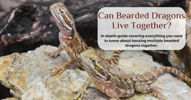 can bearded dragons live together