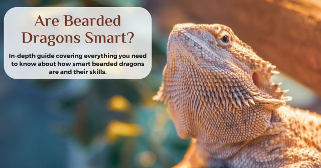 are bearded dragons smart lizards