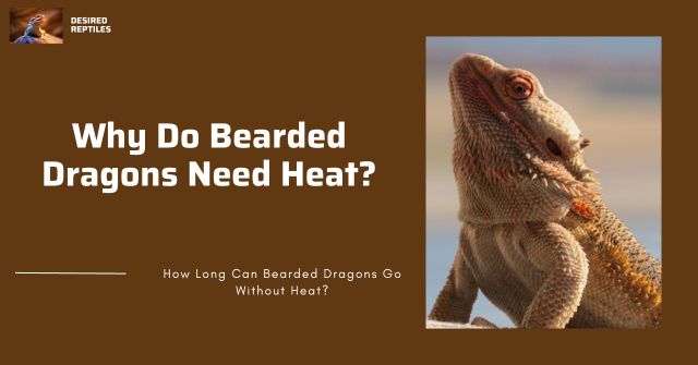 reasons why bearded dragons need heat daily