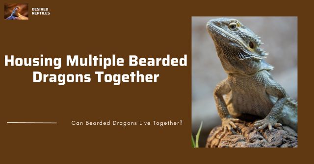 guide on how to put bearded dragons together in one enclosure