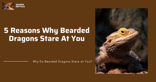five reasons why bearded dragons stare at you