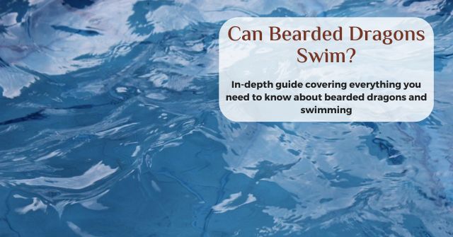 can bearded dragons swim in pools