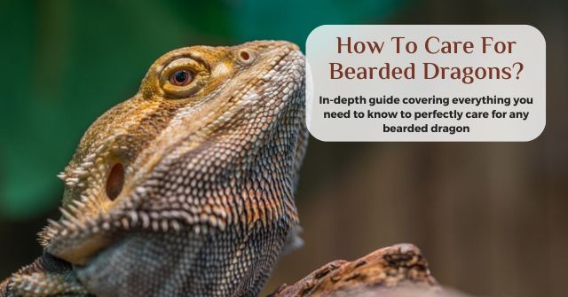 how to care for a bearded dragon