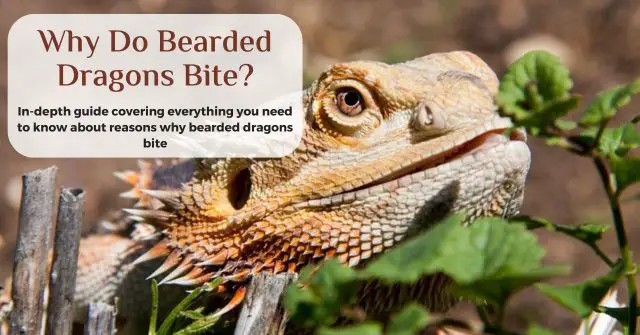 do bearded dragons bite